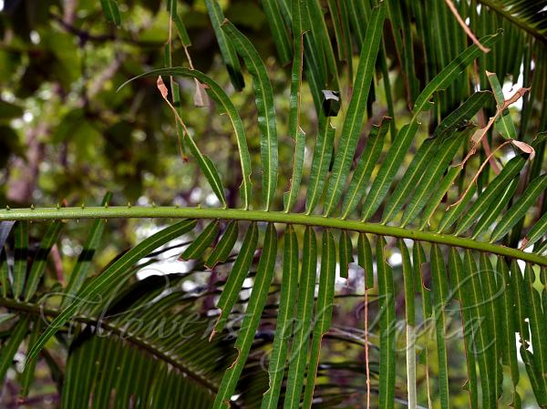 Swamy Sago Palm